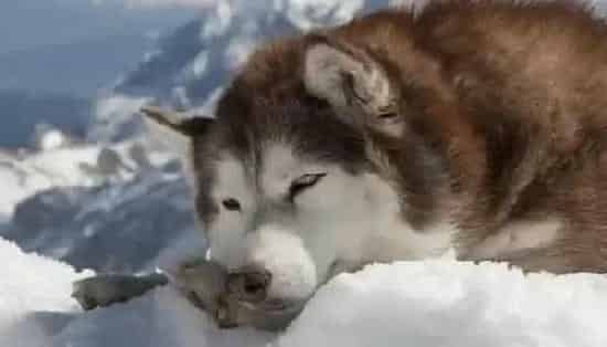 阿拉斯加犬|科学喂养必备之怎样照顾不同阶段的成年阿拉斯加犬