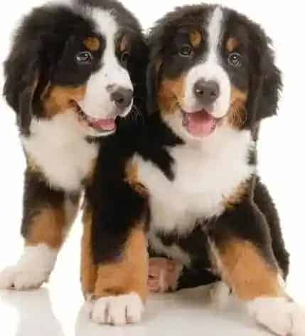 伯恩山犬|选购500问 如何给伯恩山犬挑选到合适的狗窝