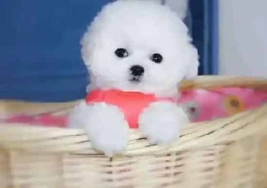 比熊犬|食疗与药物是治疗比熊犬上火的良方
