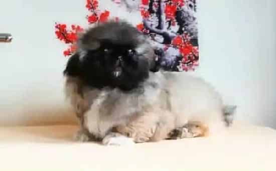 京巴狗|京巴犬所需的食物和水量