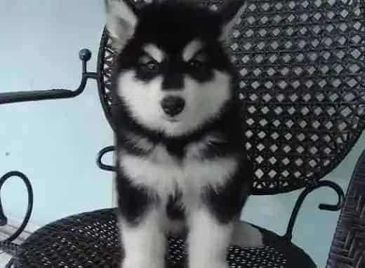 阿拉斯加犬|健康护理我选择 如何护理阿拉斯加犬的毛发
