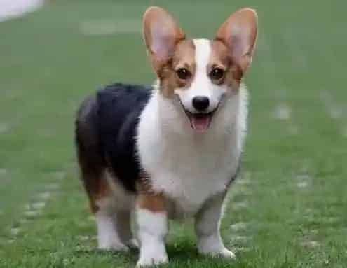 柯基犬|柯基犬因拉稀去打针,后来又开始呕吐怎么办