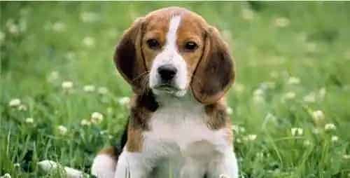 比格犬吃鸡胸肉吗 最适合比格犬吃的食物 | 比格犬