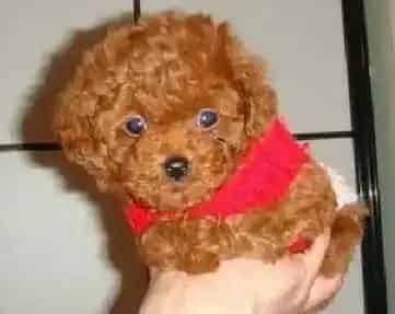 贵宾犬|贵宾犬身上起红疹子是什么毛病