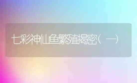 七彩神仙鱼繁殖揭密(一) | 鱼类宠物