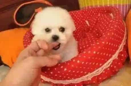 比熊犬|食疗与药物是治疗比熊犬上火的良方
