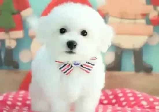 比熊犬|食疗与药物是治疗比熊犬上火的良方