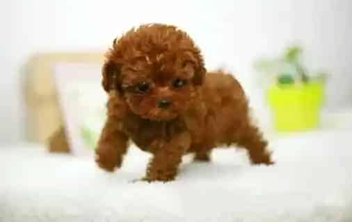 泰迪犬|优秀泰迪犬必备的素质——注意力是怎样训练的
