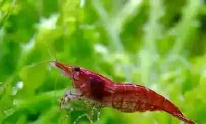 如何养好观赏虾 加强生物过滤能力
