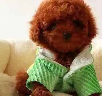 贵宾犬|贵宾犬粑粑表面带有一层透明粘液是怎么回事