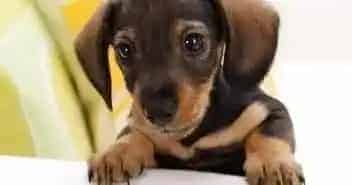 腊肠犬|腊肠犬老喜欢睡在床边不肯睡狗窝怎么回事