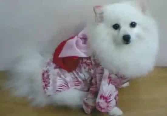 银狐犬|夏天为银狐犬剪毛的工具和注意事项