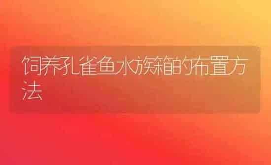 饲养孔雀鱼水族箱的布置方法 | 鱼类宠物