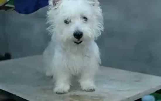 西高地|西高地犬掉毛的原因及预防措施有哪些