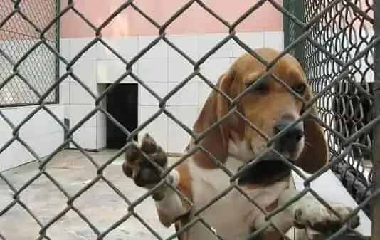 比格犬吃鸡胸肉吗 最适合比格犬吃的食物 | 比格犬