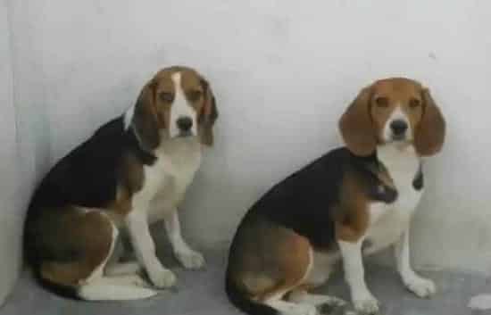 比格犬吃鸡胸肉吗 最适合比格犬吃的食物 | 比格犬