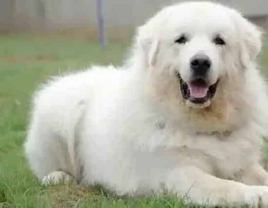 大白熊犬|轻松给大白熊犬自制美味佳肴——山药小排汤