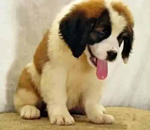 圣伯纳犬|才买的圣伯纳犬就呕吐未消化的狗粮怎么办