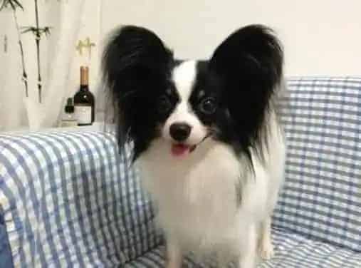 蝴蝶犬|蝴蝶犬洗澡后腿就瘸了该怎么办