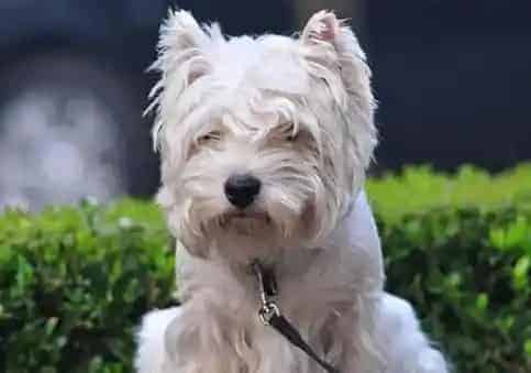 西高地白梗一窝生几个 雌犬每年可交配两次 | 西高地白梗