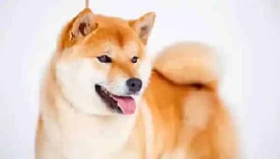 小柴犬怎么看纯不纯 如何挑选纯种的柴犬 | 柴犬