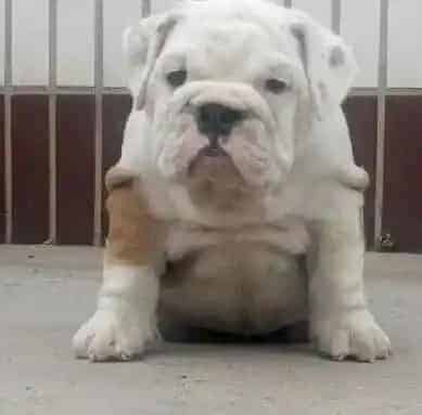 英国斗牛犬|斗牛犬昨天吃了驱虫药 今天拉虫子了 这是正常现象吧