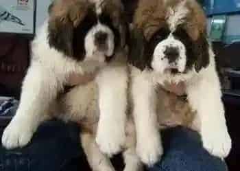 圣伯纳犬|圣伯纳犬一定不可以吃哪些食物