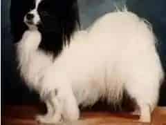 蝴蝶犬|蝴蝶犬肚子里有蛔虫 驱虫药间隔多久可以吃一次