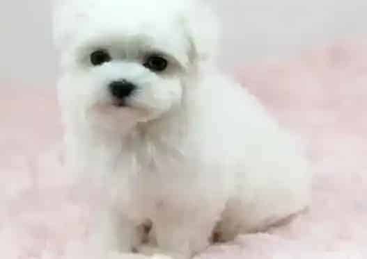 马尔济斯|马尔济斯犬呼吸道感染怎样处理