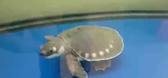 罗汉鱼和猪鼻龟混养 罗汉生性霸道不适合混养 | 猪鼻龟