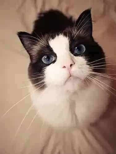 猫怎么分公母 不是一件容易的事情 | 猫