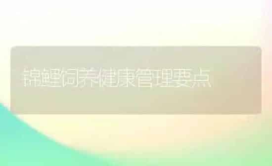 锦鲤饲养健康管理要点 | 鱼类宠物