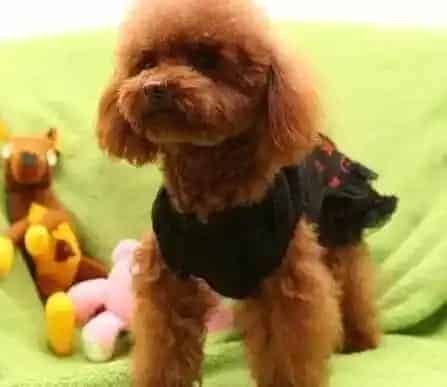 贵宾犬|贵宾犬咳嗽干呕是犬窝咳的症状吗
