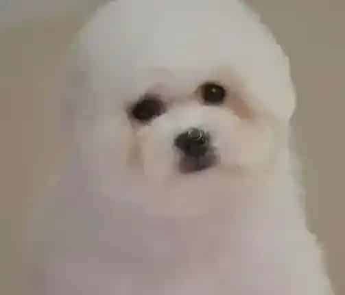 比熊犬|比熊犬身体出现疾病怎样科学医治