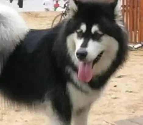 阿拉斯加犬|护理最佳方案 怎样照顾年老的阿拉斯加犬