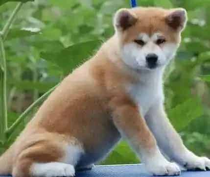 秋田犬|生活中家长们要如何照顾好秋田犬