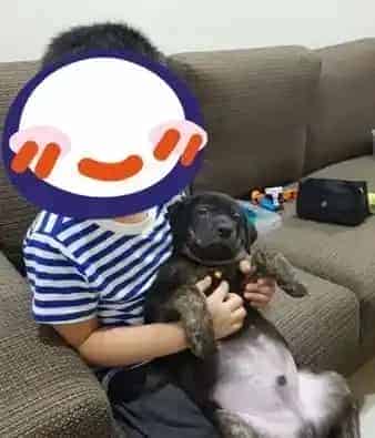 汪在妈咪怀中翻肚脚开开 开心到忘记收舌头 | 狗