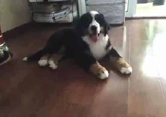 伯恩山犬|不能给伯恩山犬使用的人类药物有哪些