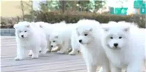 萨摩耶犬一天吃几次 一天喂三到四顿最为适宜 | 萨摩耶犬
