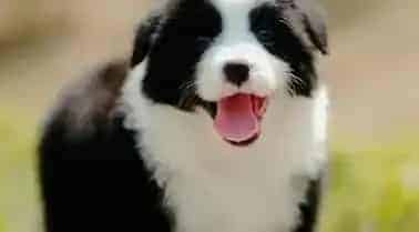 边境牧羊犬|边境牧羊犬拉稀会不会得细小病毒