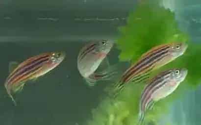斑马鱼怎么分公母 雄斑马鱼体型修长 | 斑马鱼
