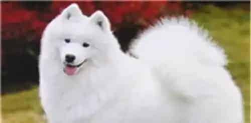 萨摩耶犬一天吃几次 一天喂三到四顿最为适宜 | 萨摩耶犬