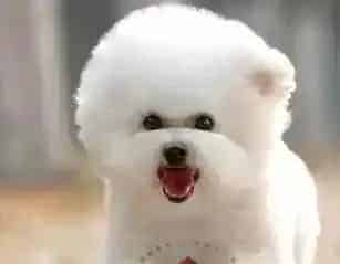 比熊犬|比熊犬老咬自己的毛是怎么了