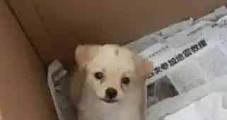 怎么在箱子内训练狗狗大小便？ | 大小便