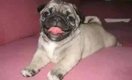 巴哥犬|用什么沐浴露给巴哥犬洗澡好