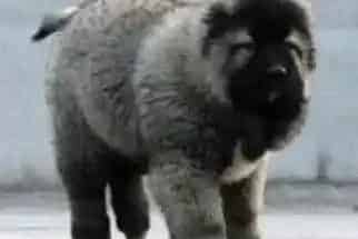 高加索犬|怎样判断高加索犬是否出现了消化不良的现象