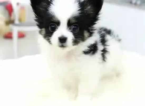 蝴蝶犬|蝴蝶犬生产要经历哪些过程
