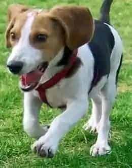 比格犬|适当的对比格犬说“NO” 阻止比格犬乱咬的恶习