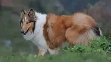 苏格兰牧羊犬|苏格兰牧羊犬吃完冷藏的食物呕吐黄沫没事吧