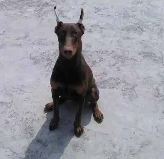 杜宾犬|养好杜宾幼犬你要做到哪些方面